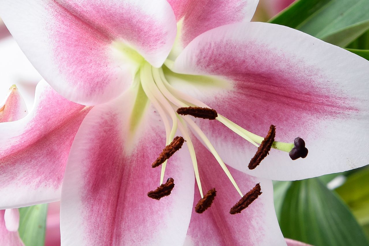 Roze bloem
